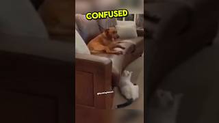 Cat pranks Dog 😂 [upl. by Eislel442]