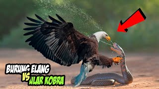 Ular Kobra Menyemburkan Bisanya Ke Burung Elang yang Berusaha Memangsanya Burung Elang Vs Kobra [upl. by Esoranna767]