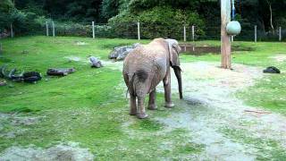 Elephant at Paignton Zoo [upl. by Melany]