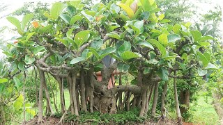 Ficus Benghalensis Bonsai  55 Years Old [upl. by Nnaer4]