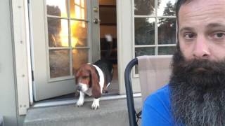 Our Bossy Basset Hound [upl. by Trautman699]