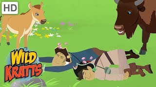 Wild Kratts  Chasing Food in the Animal Kingdom [upl. by Vihs]