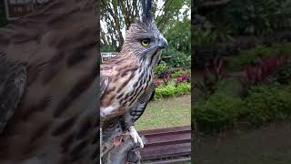 Upclose with an endangered Pinskers Hawkeagle hawks birdsofprey falconry eagles [upl. by Bechler]