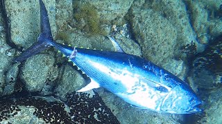 PESCASUB Tonno Gigante Pesca subacquea nel Sottocosta Tecniche di Pesca in Apnea [upl. by Sirahc192]