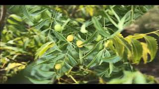 कडुलिंबाचे फायदे ऐकून थक होताल  Kadulimba Neem [upl. by Llerruj]