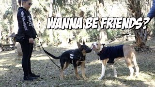 German Shepherd Meets PitBull for the first time [upl. by Ahsienek]