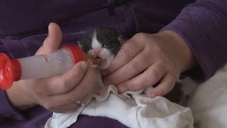 Katzenbabys mit der Flasche aufziehen [upl. by Htebsle]