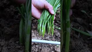 The process of cutting chive with the sickle Good tools and machinery can increase work efficiency [upl. by Auqinaj]