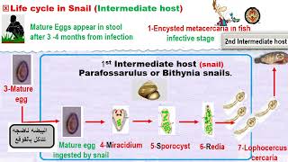 Parasitology ASU GIT Clonorchis HD DR Khaked Habib [upl. by Suirrad]