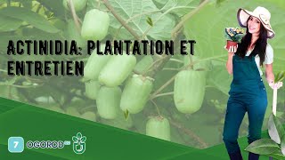 Actinidia plantation et entretien [upl. by Allissa]