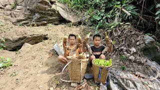 Harvest taro tubers and beans and go to the market to sell [upl. by Hannahs]