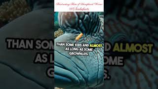 Humphead Wrasse marinelife facts shorts shortvideo scubefacts knowledge learning like [upl. by Furie]