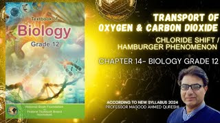 Transport of O2 amp CO2 in Blood  Chloride shift or Hamburger Phenomenon  Bio Grade 12  Federal KPK [upl. by Hermina]