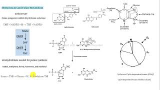 caso clínico metotrexato folatos ciclo celular bioquímica [upl. by Loren]