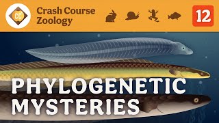 Phylogenetic Mysteries Crash Course Zoology 12 [upl. by Pisarik]