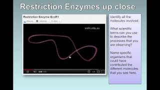 Gene Transfer IB Biology [upl. by Enoitna]