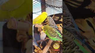 CUTE PET BUDGIES shorts asmrbirdsong birdsounds parakeet budgies cute pets sound birds yt [upl. by Namrak]