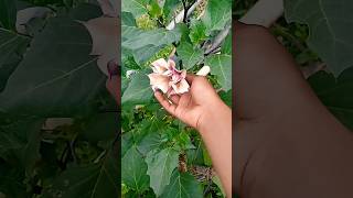 datura flowers houseplants youtubeshorts panditpradeepmishraji upay flowers panditpra [upl. by Ellga]