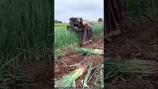 agriculture farming gardening harvest corn [upl. by Laekcim]