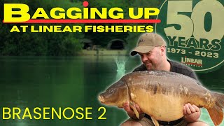 BIG HIT FISHING AT LINEAR FISHERIES [upl. by Brindell971]