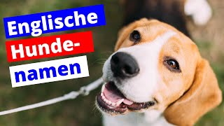 ENGLISCHE Hundenamen weiblich und männlich mit Bedeutung 🇬🇧 Dogcode [upl. by Eb]