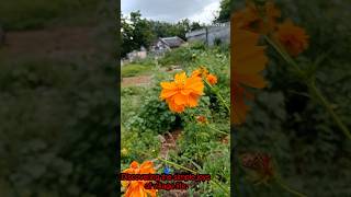 Beauty of My village  nature  village life  trending  viral video [upl. by Hau135]