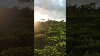 Tea Garden in Bangladesh [upl. by Aneled953]