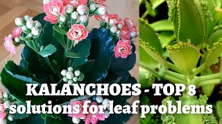 Kalanchoe Plant Care  Top 8 reasons for leaf problems [upl. by Radnaskela]