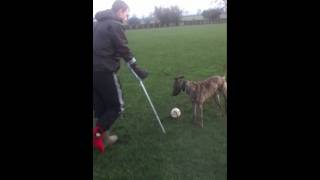 pup deerhound x retrieving [upl. by Ahk554]