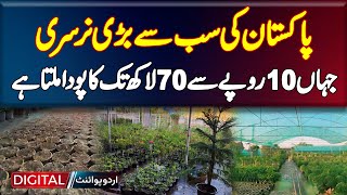 Pakistan Ki Sab Se Bari Nursery Mandi  Jahan 10 Rupees Se 70 Lakh Tak Ka Plant Milta Hai [upl. by Verdha]