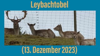 Leybachtobel 13 Dezember 2023 [upl. by Salim]