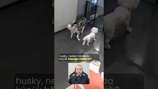 Husky Neden Saldırdı köpekler köpekadam çağrıaracı youtubecreatorcommunity köpek [upl. by Drofkcor821]