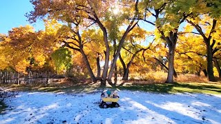 Walking the Colorful Cottonwood Forest  Bosque School  Coyote Sighting [upl. by Noscire]