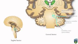 AXON Trigeminocerebellar Pathway Unconscious Proprioception from Face 9 of9 [upl. by Weiner]