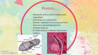 Differences between bacteria and protists [upl. by Mathe]