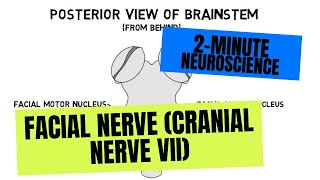 2Minute Neuroscience Facial Nerve Cranial Nerve VII [upl. by Anaib]