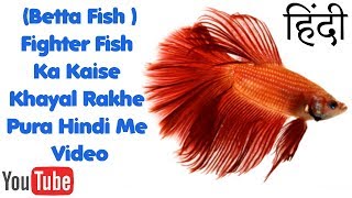 Fighter Fish Betta Fish Care Tips In HindiUrdu [upl. by Galateah]