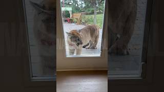 Mountain Lion Kills Pet Cat Mean Mugs Family From Back Patio [upl. by Kono803]