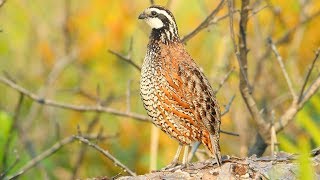 Northern Bobwhite [upl. by Aleece]