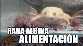 alimentación de rana albina [upl. by Fiden]