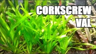 BEST Live Aquarium Plants  Corkscrew Val [upl. by Saxena344]