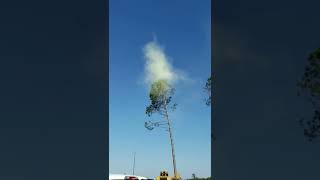 Pollen Cloud Forms During Tree Removal [upl. by Jecon70]