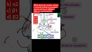 Which adrenergic receptor is located at presynaptic neurons and has an inhibitory effects [upl. by Seana376]