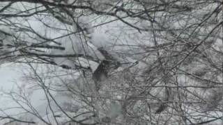 Japanese Macaques Travelling the Snow Mountain ニホンザルの排便と雪山登り [upl. by Idelle]