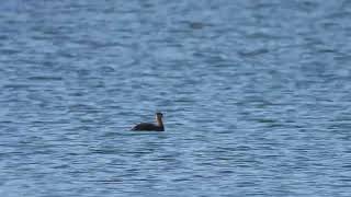 Red necked grebe 2 [upl. by Blaze107]