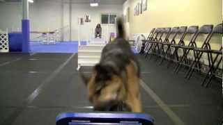 German Shepherd learning to fly ball [upl. by Macmillan447]