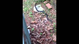 Eastern Black Kingsnake in my backyard [upl. by Eniamraj]