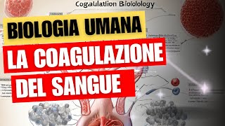 La coagulazione sanguigna biologia e fisiologia umana [upl. by Daisie938]