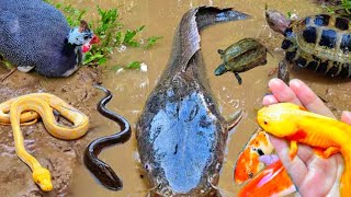 Amazing Catching Goldfish Koi Fish Ornamental Fish Frogs or American Turtle  Made forfish 14 [upl. by Tom]