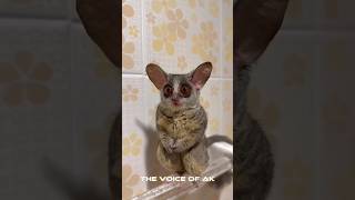 Pets funny videos malayalam voice part 49 Please subscribe🥺 shorts funny funnyanimals cat [upl. by Arrik260]